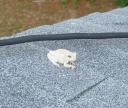 Tree Frog Roof