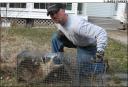 Raccoon Picture