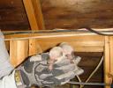 2 pups