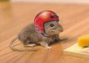Mouse with helmet