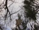 flying squirrel in daylight