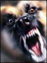 aggressive-dog.jpg