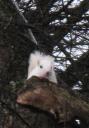 whitegraysquirrel.jpg