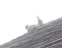 A Gray Squirrel on a roof