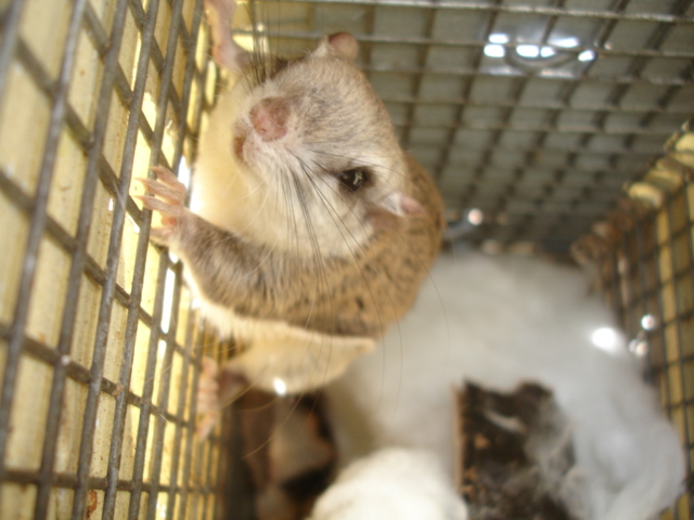 A Caged Flying Squirrel