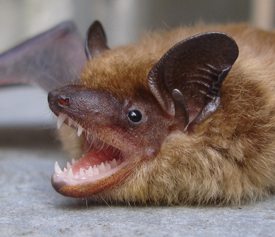 Bat Close-Up