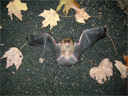 A Bat amongst the fall leaves