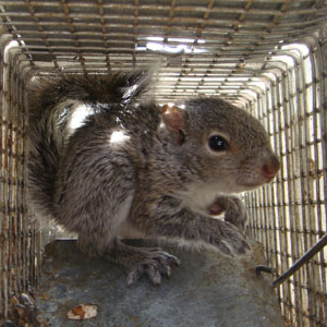 Squirrel Cage