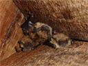 Woonsocket Chimney Bats