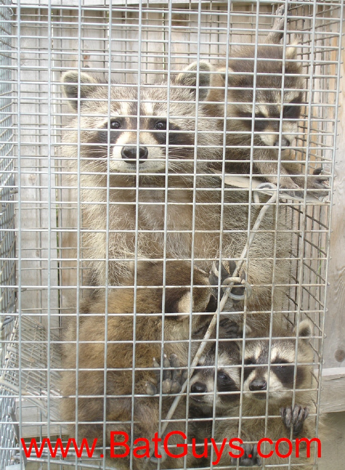 Raccoon Cage