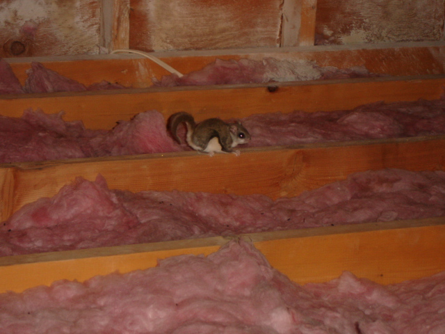 Flying Squirrel in an attic