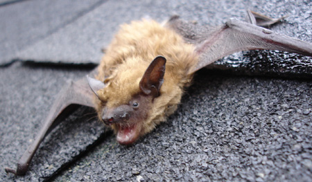 Bat Removal in Massachusetts