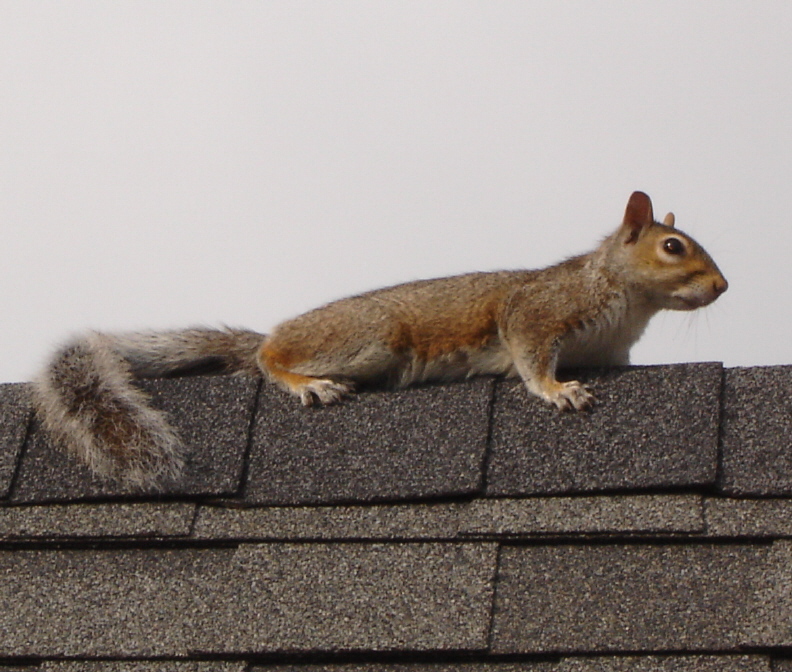 Squirrel on a Roof Peak