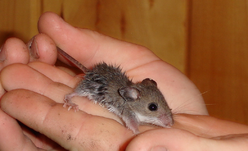 A Small Mouse