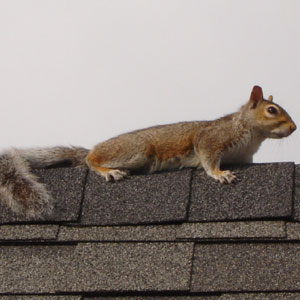 Squirrel Roof