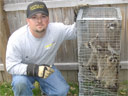 Four raccoons, ready for re-location