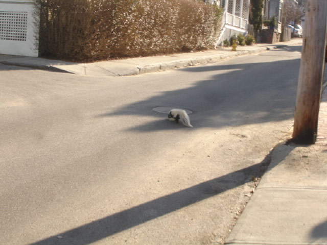 A Skunk in the street