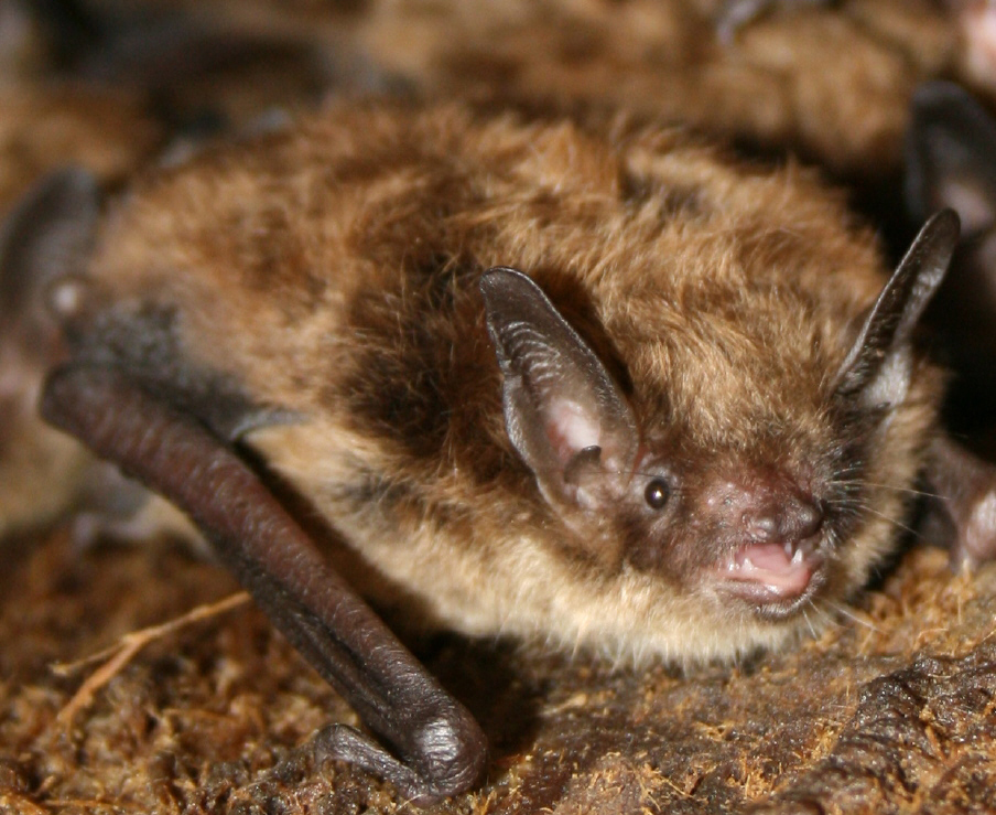 Small Brown Bat