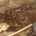 Another colony of bats in an attic.