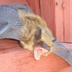An angry bat on a hot tin roof.