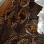 A large colony of bats.