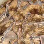 Close-up of bats.
