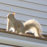 A gray squirrel on the roof.