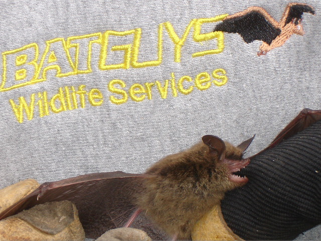 Small brown bat being held.