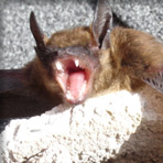 bat bearing its teeth