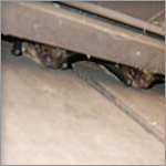 bats under roof trim