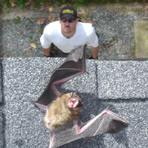 bat on a roof