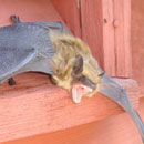 Bat roosting in a vent