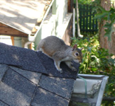 grey squirrel