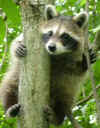 raccoon