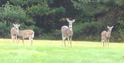 Four deer in a backyard