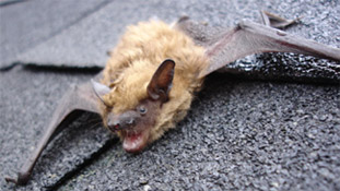 Thumbnail photo of: Angry bat on a roof