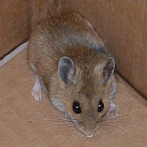 a relative of the Tampa Bay rodent