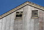 raccoon at attic vent