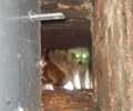 raccoon in chimney