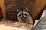 raccoon at attic vent