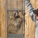 First Raccoon 2006