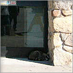 raccoon outside bank