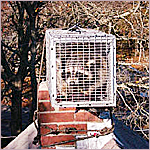 raccoon trapped on chimney