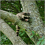 young raccoon in tree