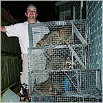 raccoons in traps