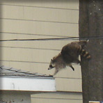 raccoon jumps from tree to roof