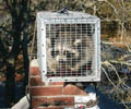 raccoon in trap