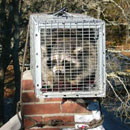 raccoon in trap