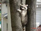 treed raccoon