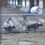 two trapped skunks